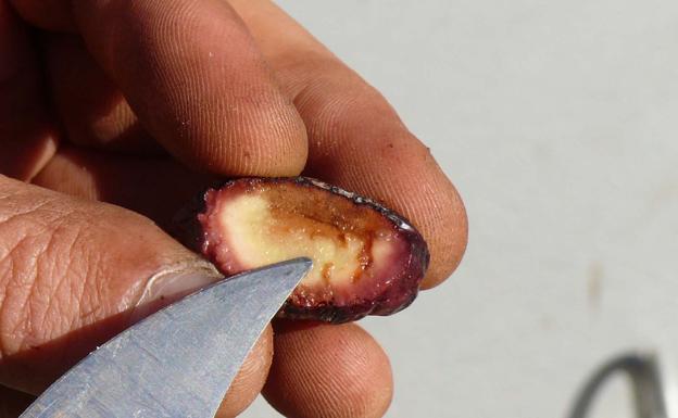 Comienza la campaña de tratamiento contra la mosca del olivo en Ibores-Villuercas