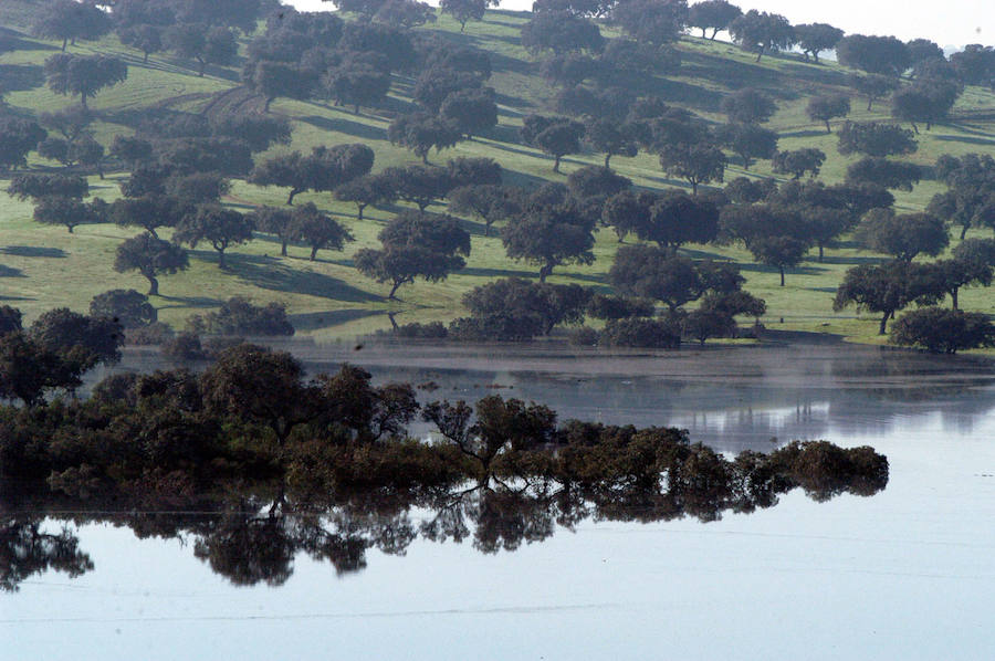 Tres municipios extremeños se suman a 'Apadrina una encina'
