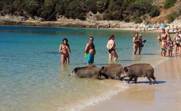 El misterio de los jabalíes en las playas cercanas a Lisboa