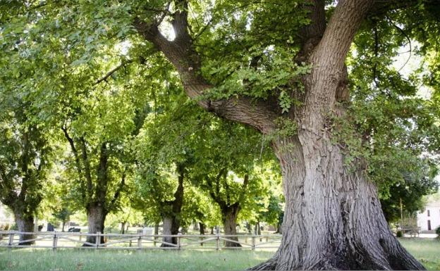 Los olmos centenarios de Cabeza del Buey, elegidos Árbol del Año de España