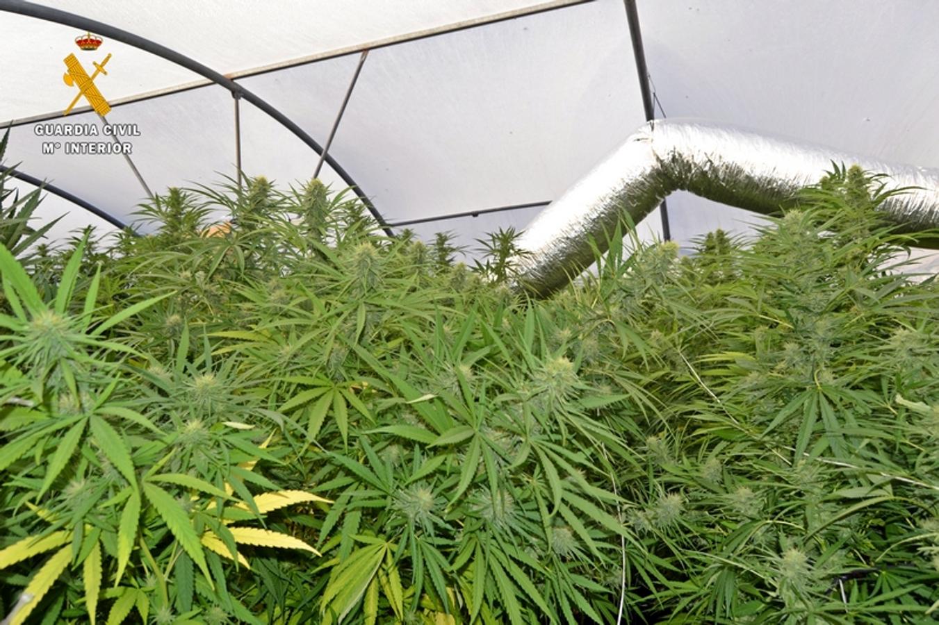 Desmantelada la mayor plantación de marihuana hallada en Extremadura