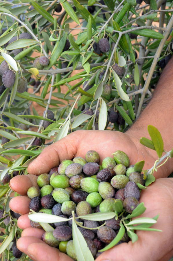Una campaña de aceituna sin peso