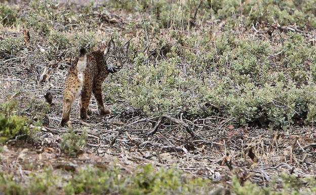 Muere un lince ibérico en una trampa ilegal en Toledo