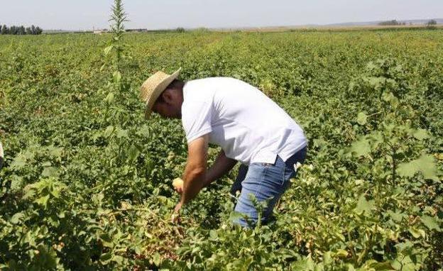 El PP exige incrementar las ayudas a los agricultores de Villanueva