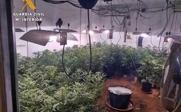 Más de 200 plantas de marihuana intervenidas en Talavera la Real