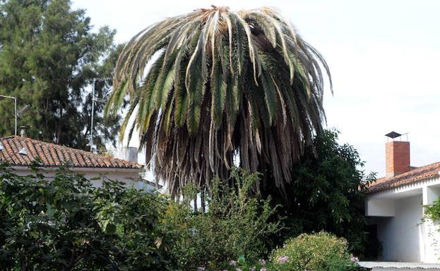 El picudo rojo afecta a casi 3.500 palmeras de la región