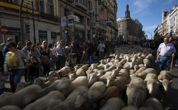 Las ovejas vuelven al centro de Madrid