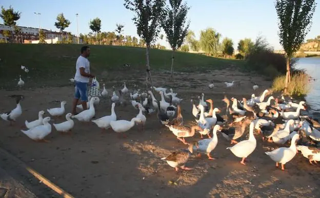 Las aves reinan en el parque del río Guadiana