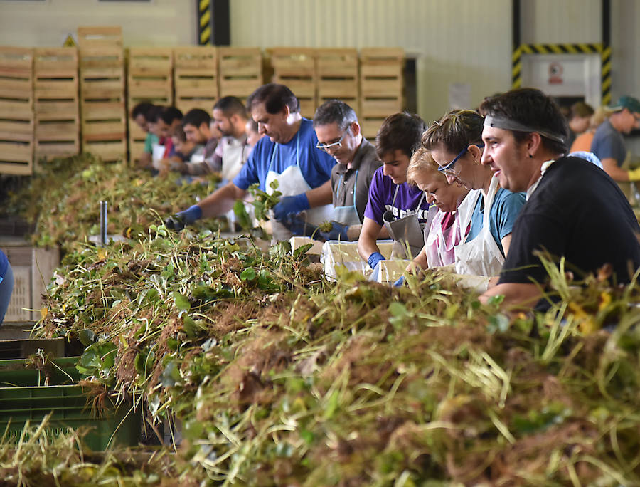 Fresas de Huelva con pasaporte extremeño