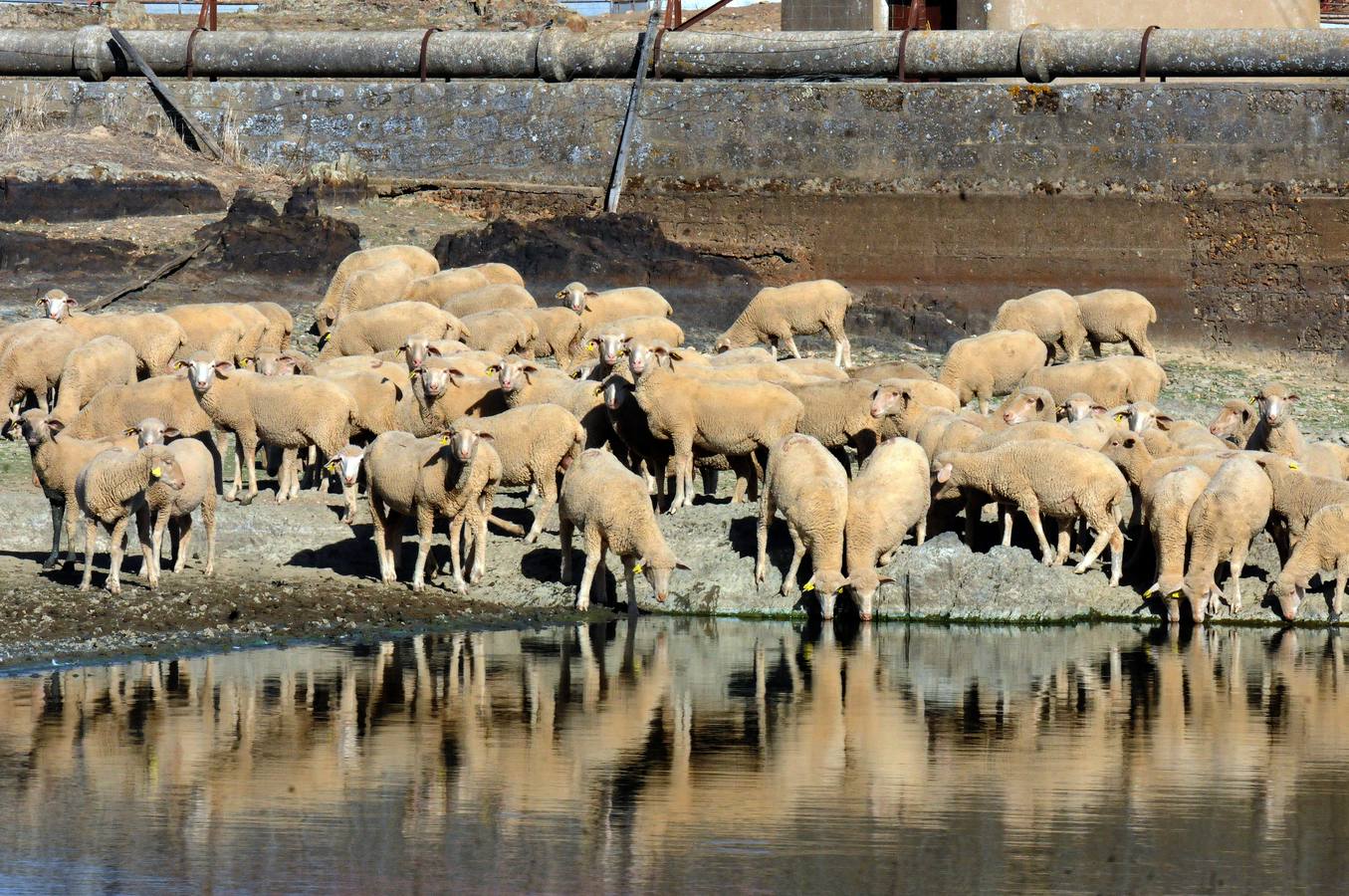 El ovino extremeños rompe fronteras
