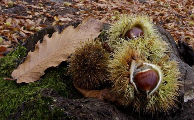 Piden que se denuncien los robos de castañas