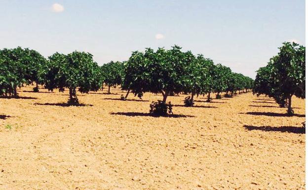 Jornada dedicada al higo en Torre de Miguel Sesmero