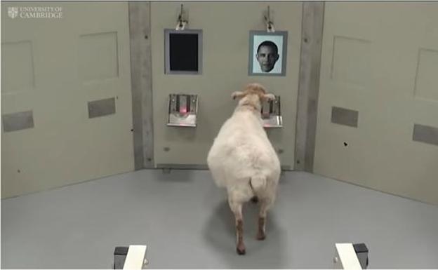 Las ovejas reconocen las caras humanas