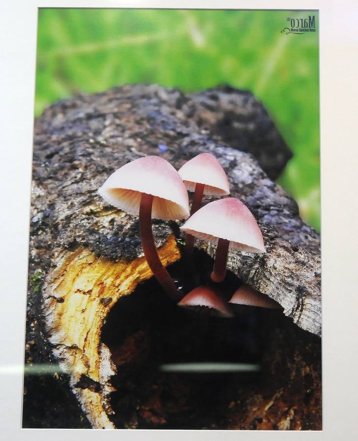 Los secretos de las setas