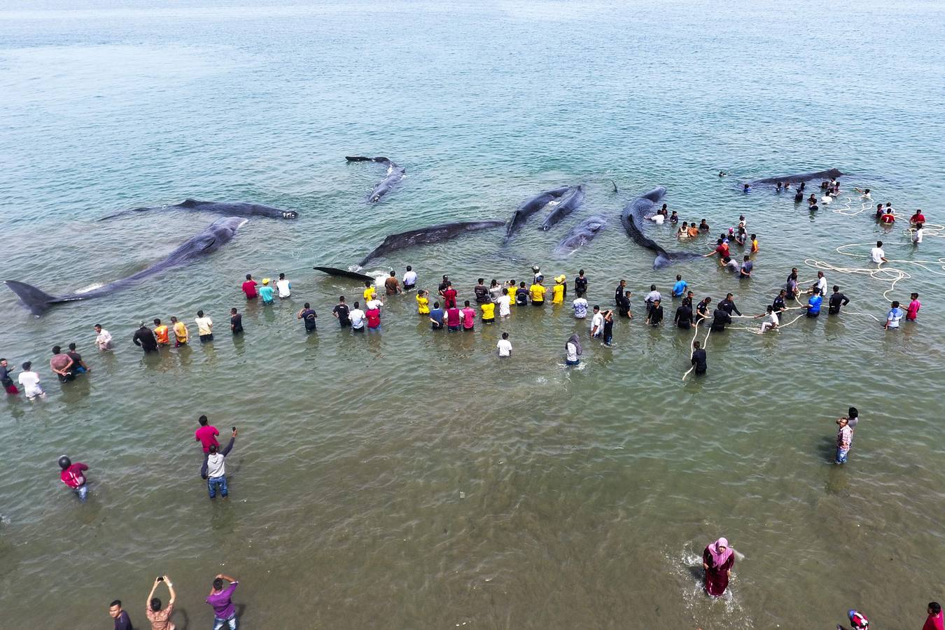 Intentan reflotar a nueve cachalotes varados
