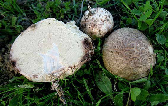 Las nuevas especies de hongos descubiertas en Cáceres
