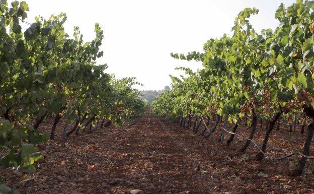 Extremadura no podrá sembrar más hectáreas de cava hasta 2020