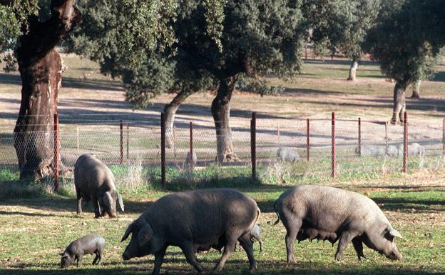 La Diputación pacense compra ibéricos en Salamanca para renovar su cabaña