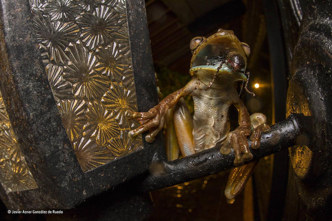 Wildlife Photographer of the Year 2017