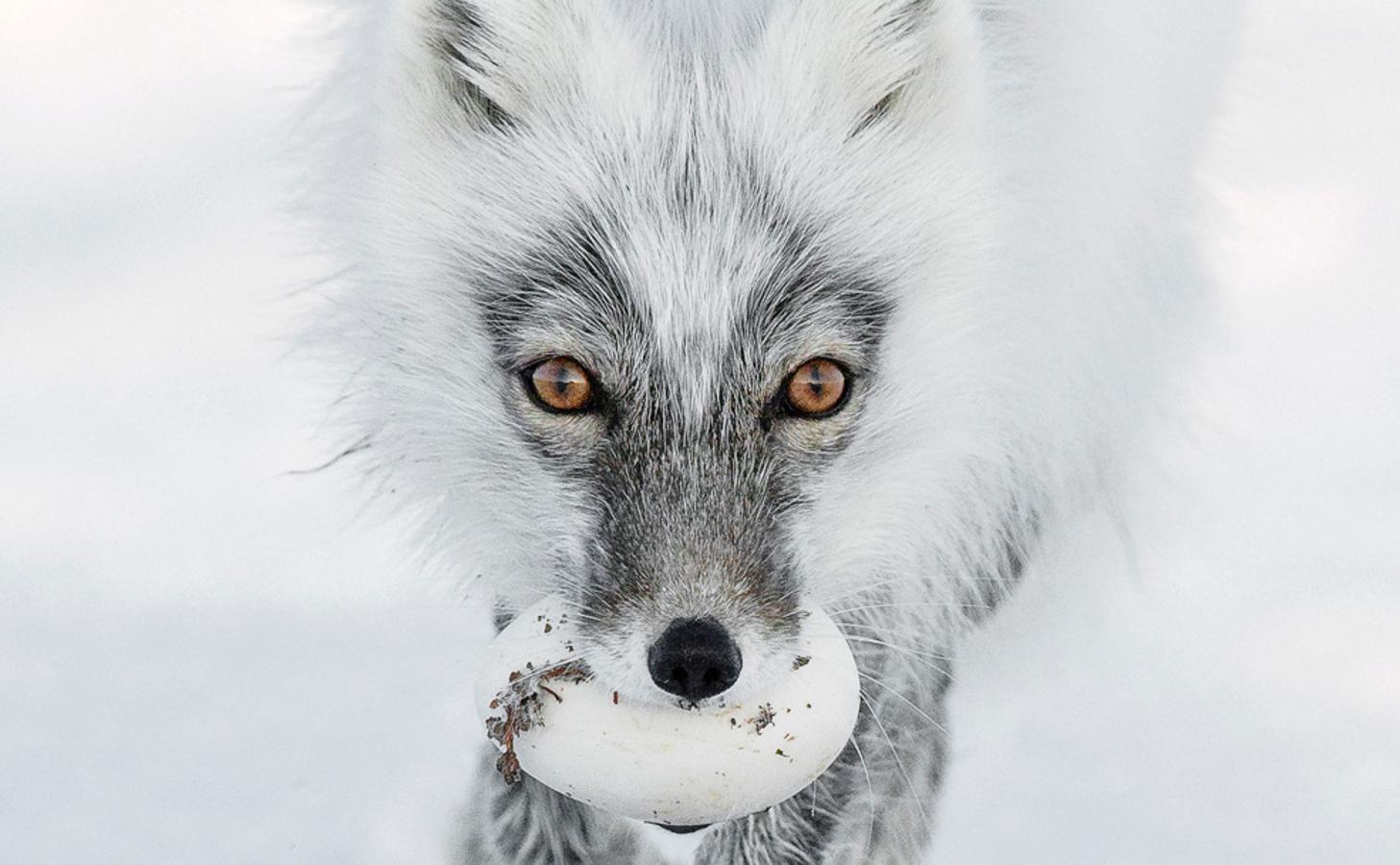 Wildlife Photographer of the Year