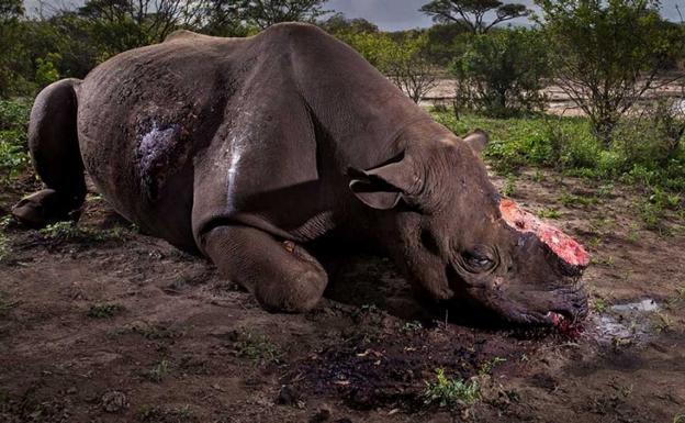 Las mejores fotos del mundo… animal