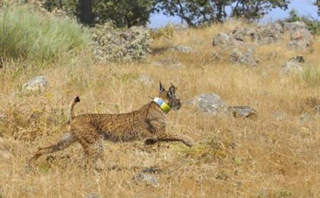 Un ejemplar joven de lince ibérico muere atropellado en Extremadura