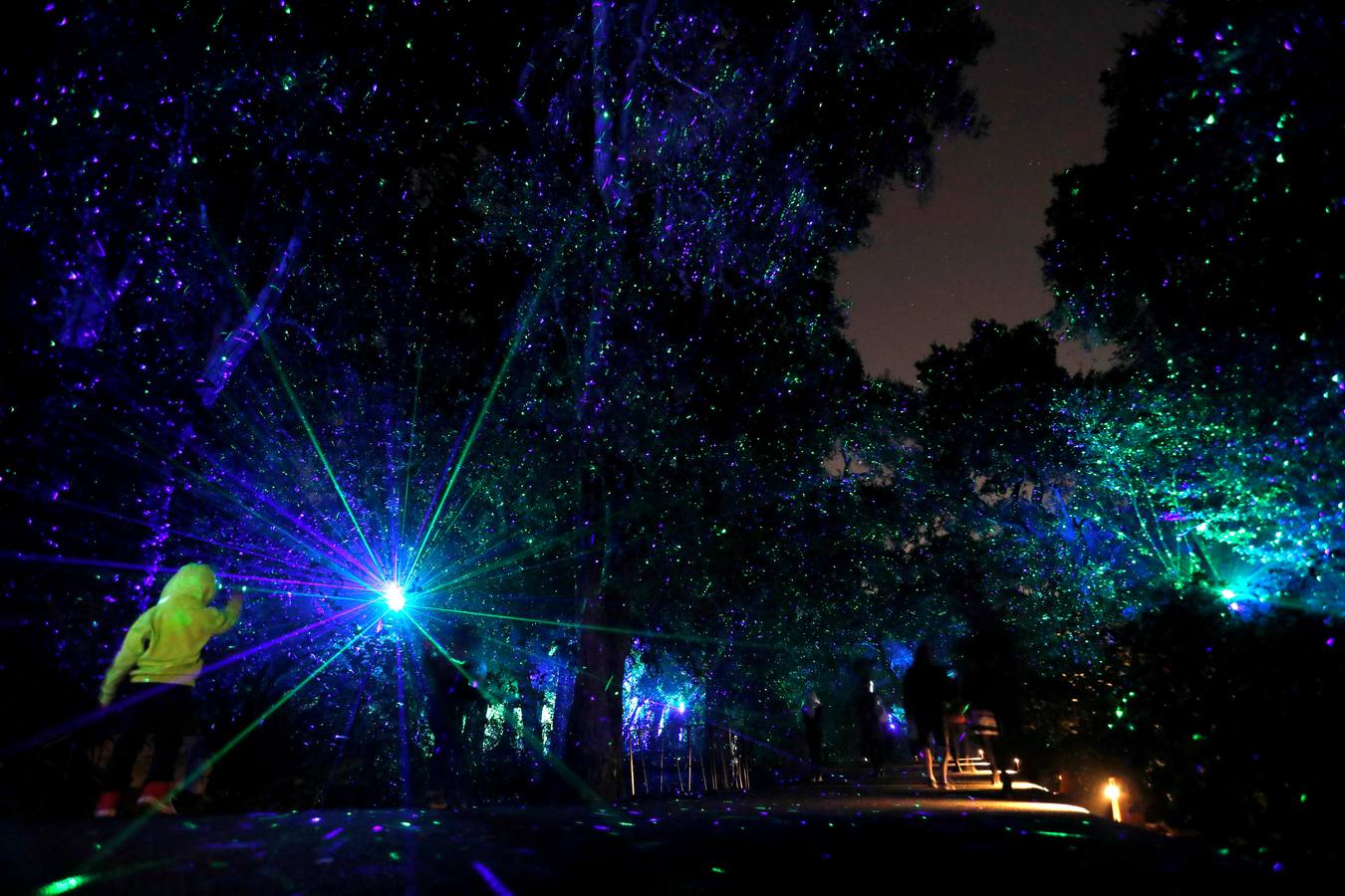 Un Bosque de luz