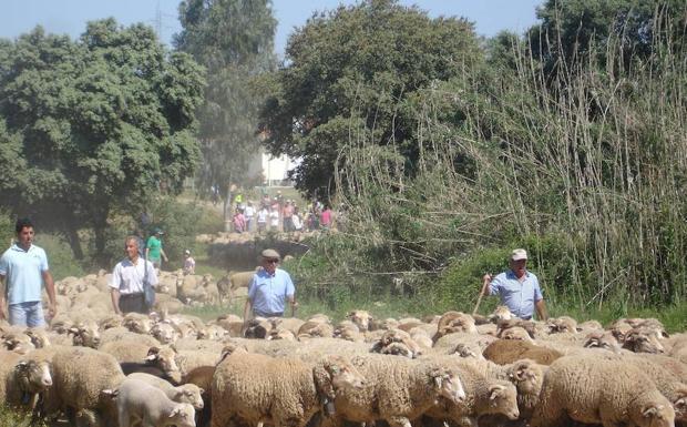 Noche en chozos y 300 ovejas en la Ruta de la Trashumancia de Monfragüe