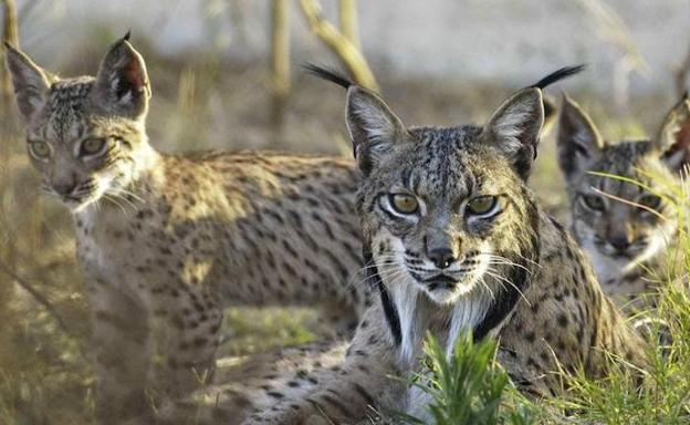 Seis linces serán liberados en el Valle de Matachel en 2018