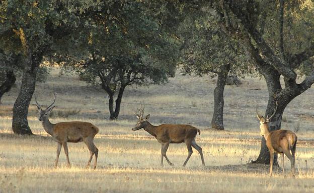 Los ecologistas vuelven a criticar la celebración de una nueva montería en Monfragüe