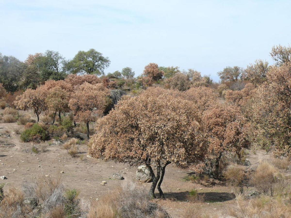 La plaga de la seca mata alcornoques y encinas