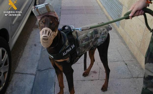 Investigan a un veterinario de Badajoz por mutilar rabo y orejas a un perro