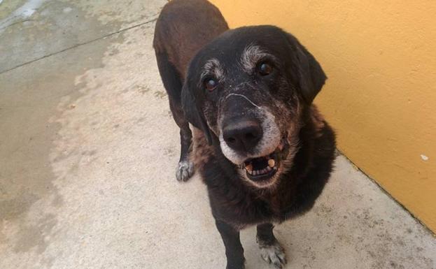 Buscan hogar al perro que fue rescatado de un pozo en Badajoz