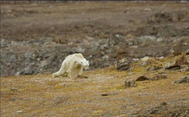 Graban la agonía de un oso polar hambriento para concienciar sobre el calentamiento del planeta