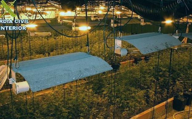 Desmantelan una red que usaba almacenes para cultivar marihuana