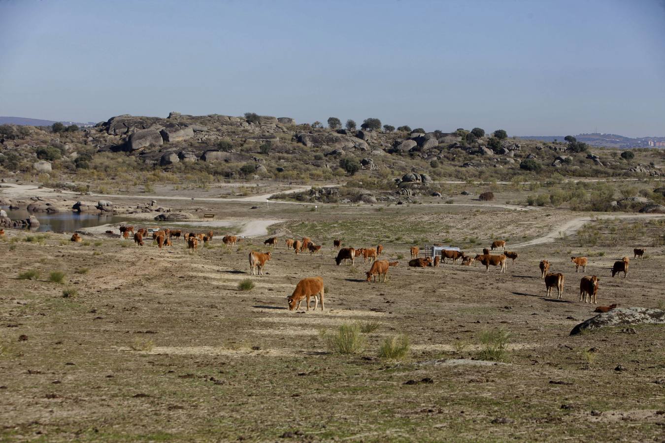 Vacas en la ruta de Juegos de Tronos en Los Barruecos