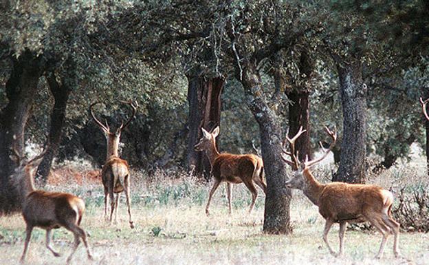 Ecologistas Extremadura denuncia dos nuevas monterías dentro de Monfragüe