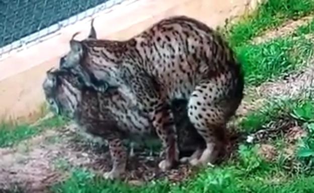 Comienza la temporada reproductora del lince ibérico en Zarza de Granadilla