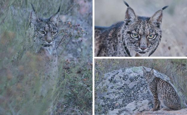 Los linces Mostaza y Nautilus podrán 'recibir' visitas a partir de febrero en Sierra de Fuentes