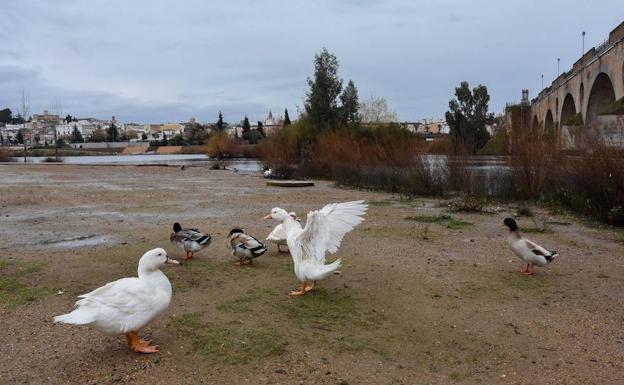 Los Gansos Del Parque Del Guadiana En Badajoz Seran Trasladados A Sierra De Fuentes Hoy