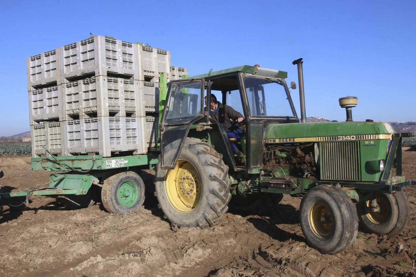 El brócoli de las vegas del Guadiana