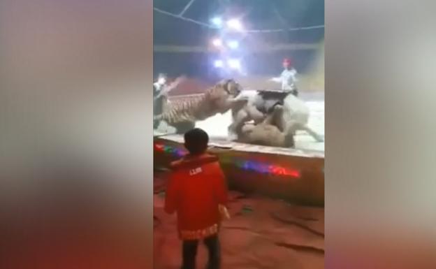 Una leona y un tigre atacan a un caballo en un circo