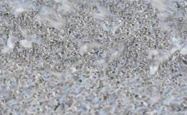 Nuevo récord en el concurso fotográfico de FIO, con 2.351 imágenes de aves