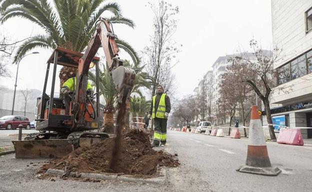 El colectivo Cáceres Verde, alarmado por el traslado de acacias en Virgen de Guadalupe