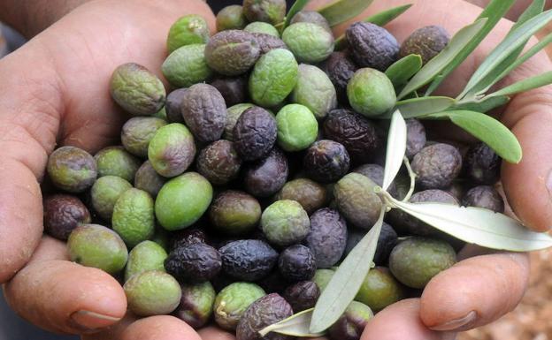 Portugal y Egipto, principales beneficiados de aranceles de EEUU a la aceituna española