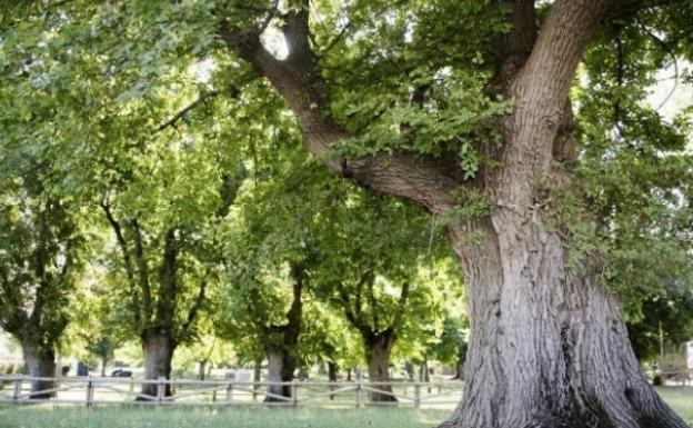 Cabeza del Buey se pone en marcha para que sus olmos sean Árbol Europeo del Año