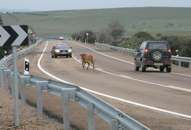 Casi 600 accidentes se registraron en 2017 en la provincia cacereña por animales en la carretera