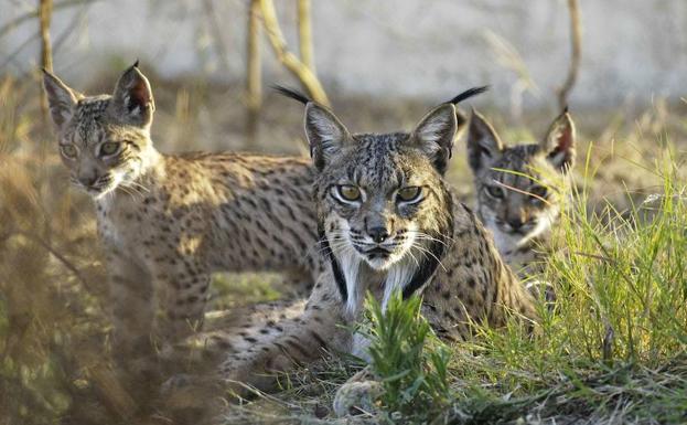 Linces criados en Granadilla serán liberados en los Montes de Toledo