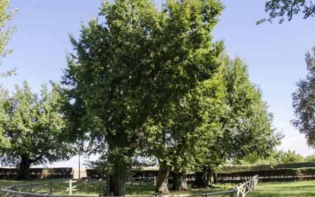 Los 12 rivales europeos de los olmos de Cabeza del Buey