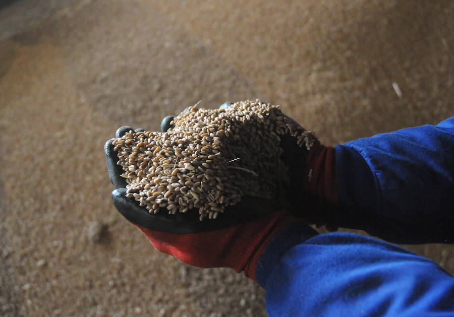 El sector del cereal no logra frenar la pérdida de hectáreas y producción